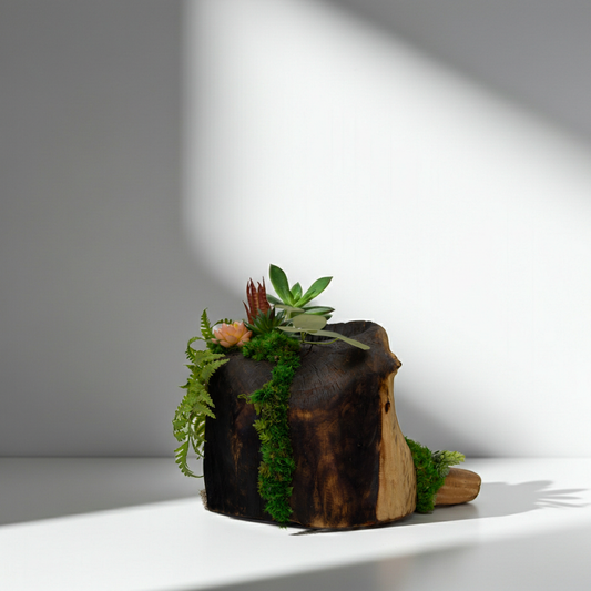 Root Revival