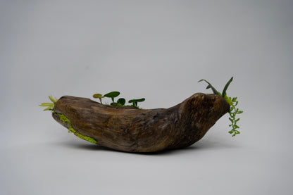 Driftwood Bloom